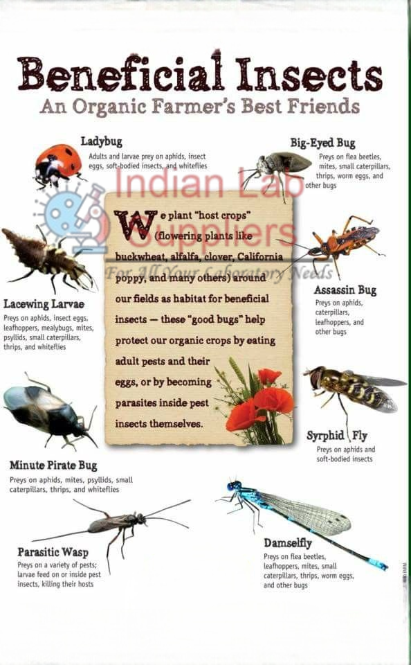 Beneficial Insects Chart